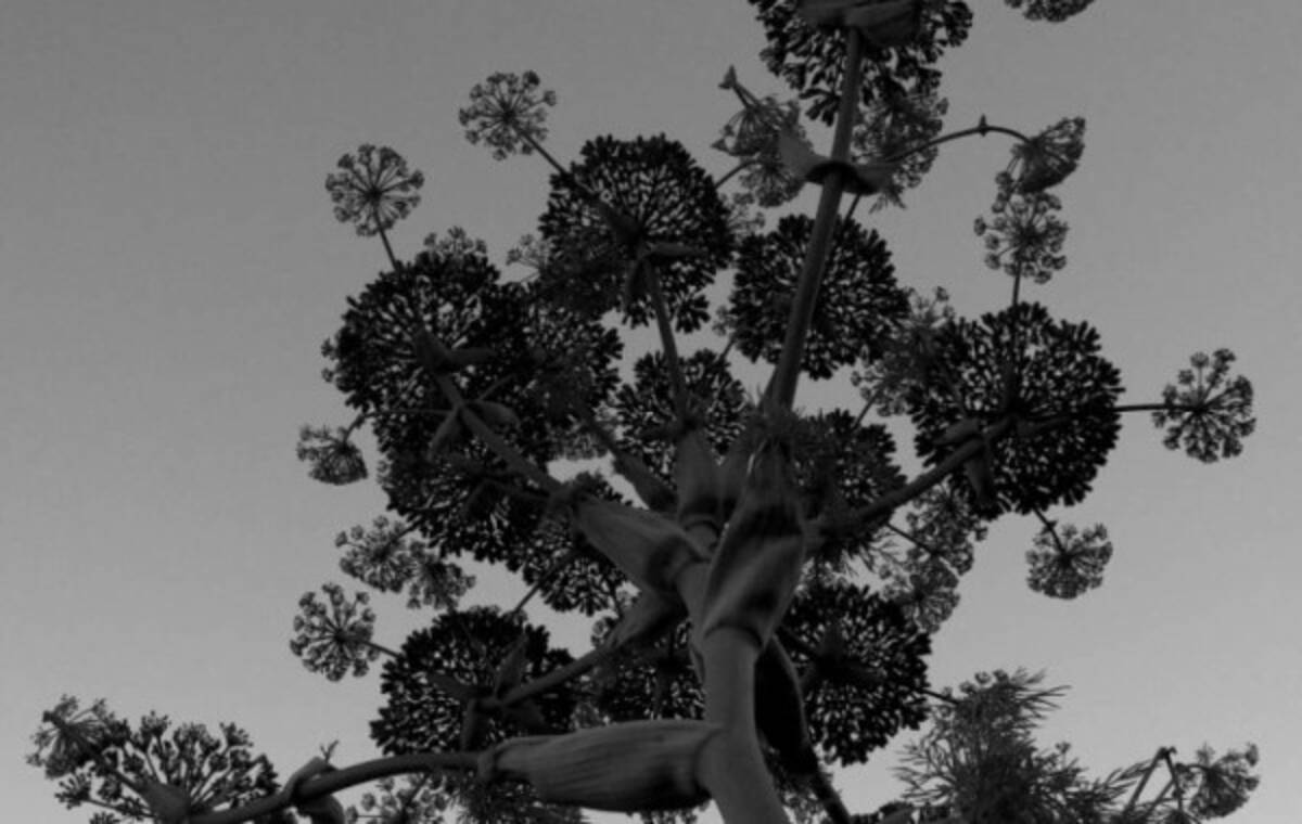 Silphium Garum X remake of Ancient Rome´s favourit salsa 250ml