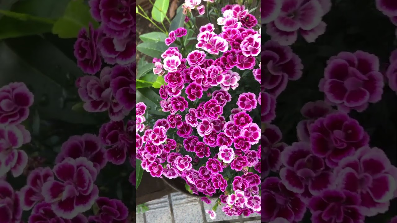 予約商品：4 7発送分 ダイアンサス ナデシコ ・ピンクキッス 3ポットの通販GreenSnap STORE グリーンスナップ ストア観葉植物や多肉植物、花苗の通販