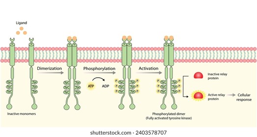 細胞内から受容体型チロシンキナーゼを活性化する仕組み