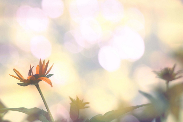 花言葉は「片想い」・秋海棠wakasa15thfd