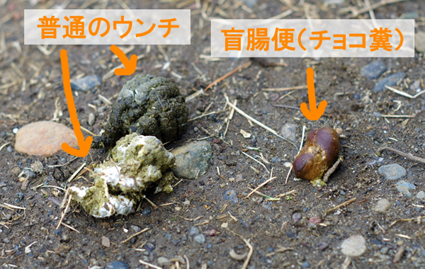 回虫症 かいちゅうしょう 家庭の医学時事メディカル時事通信の医療ニュースサイト