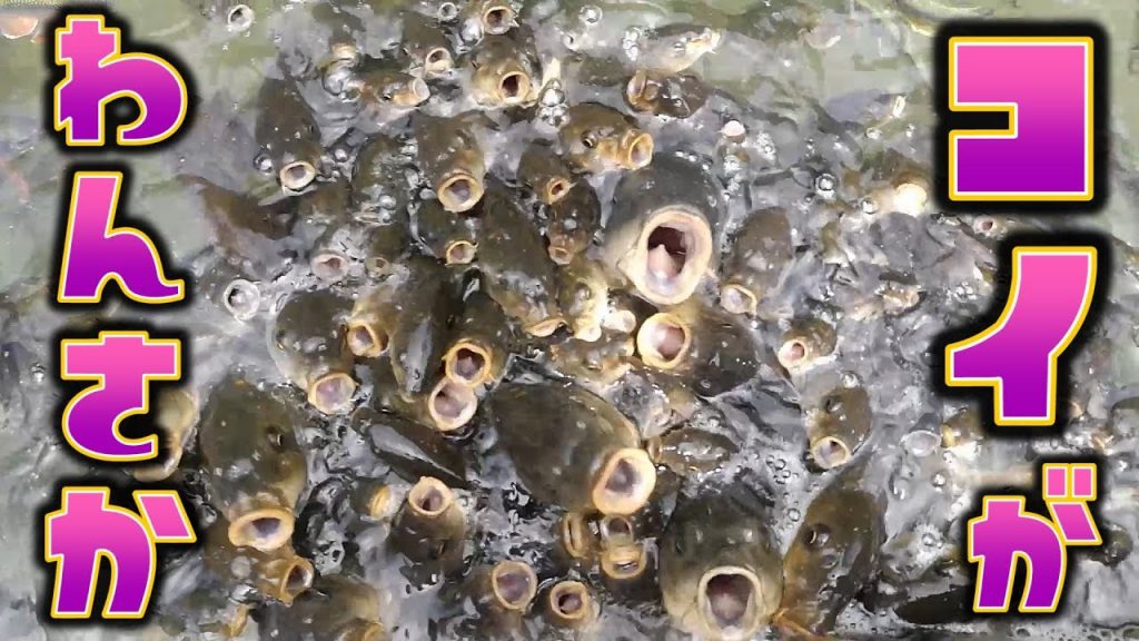 蓮コラっぽくて気持ち悪い ベネチアングラス ERCOLE MORETTI エルコーレ・モレッティ のミレフィオーリ : わたしの図書館