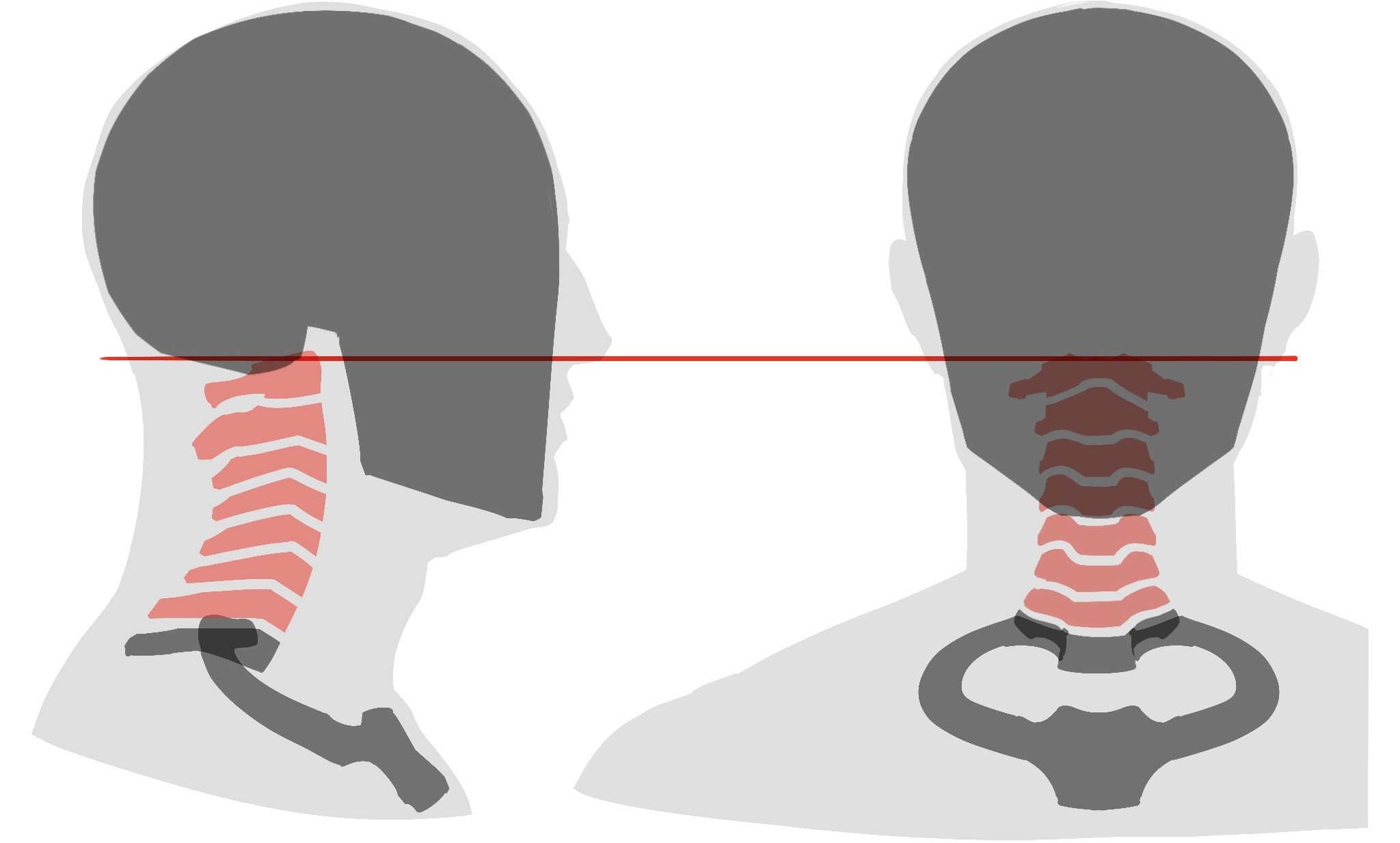 リアルで自然な「首」の描き方と、見栄えの良い「あご下の輪郭」の表現方法を探るエクスナレッジ・オンライン知識が深まる、世界が広がる