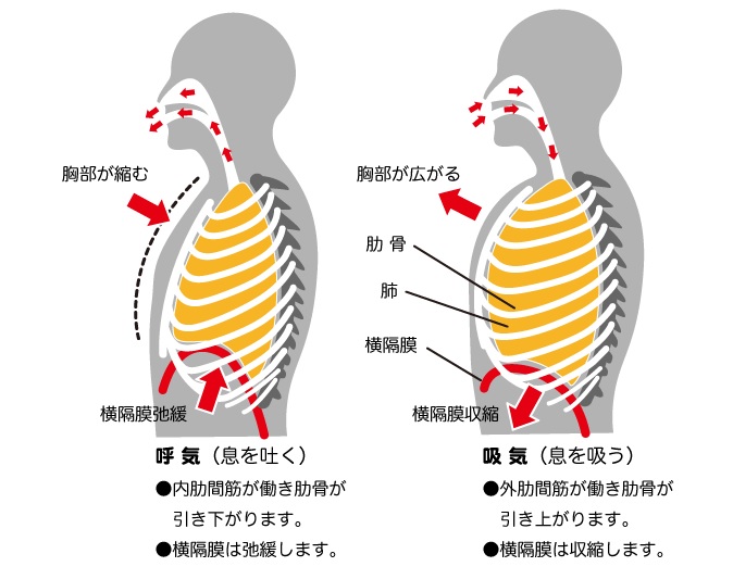 Visual Anatomy 視覚解剖学