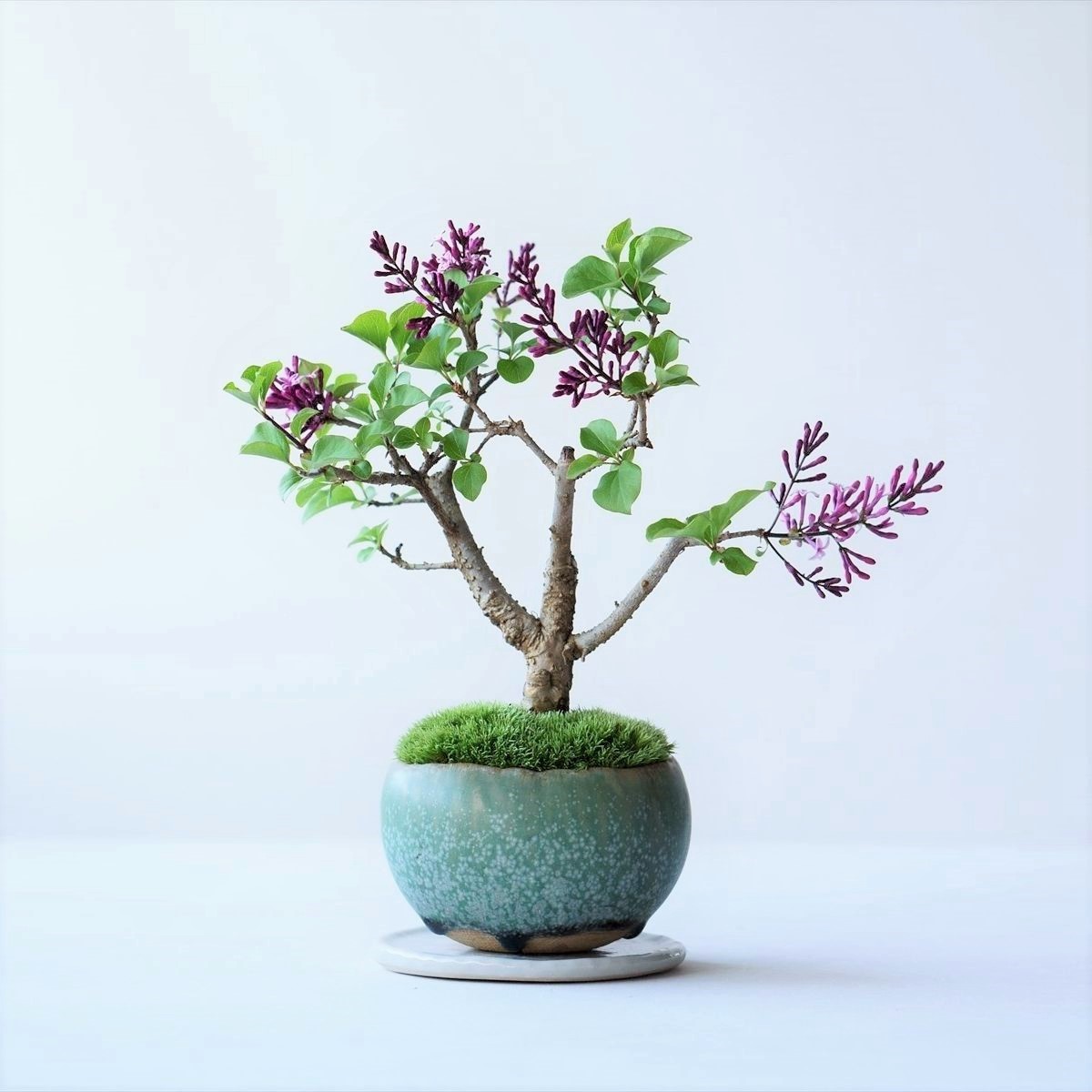 ライラックの育て方剪定や挿し木、苗木の鉢植えの時期と方法は？HORTI by GreenSnap