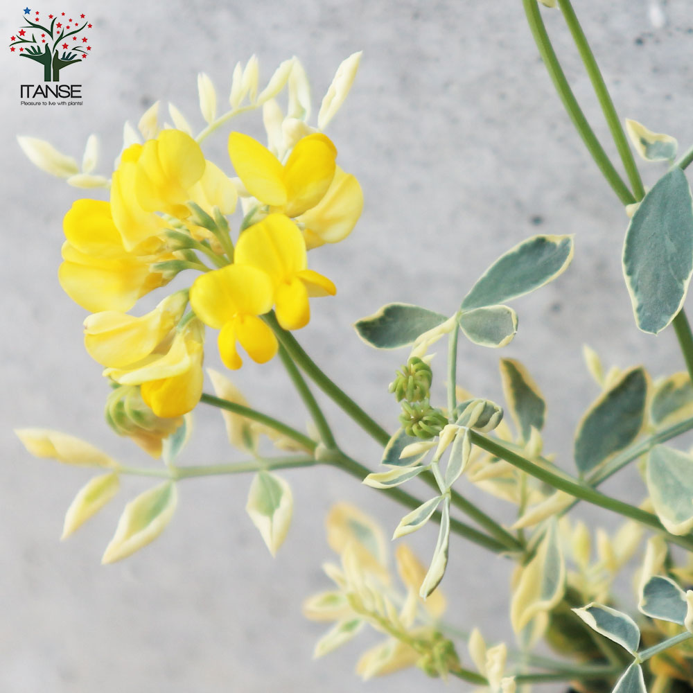 コロニラ・バリエガータの育て方 苗の庭植え・鉢植えの植え方は