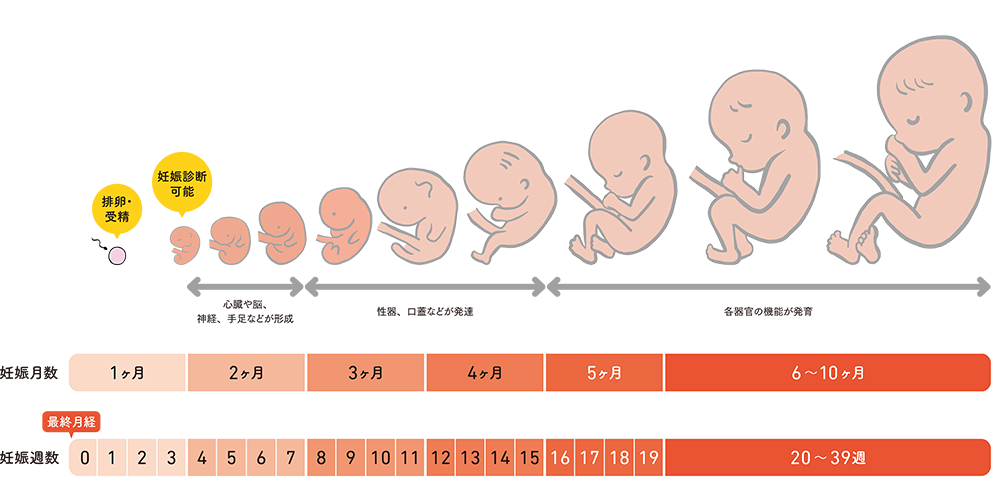 COZ project - 受精卵