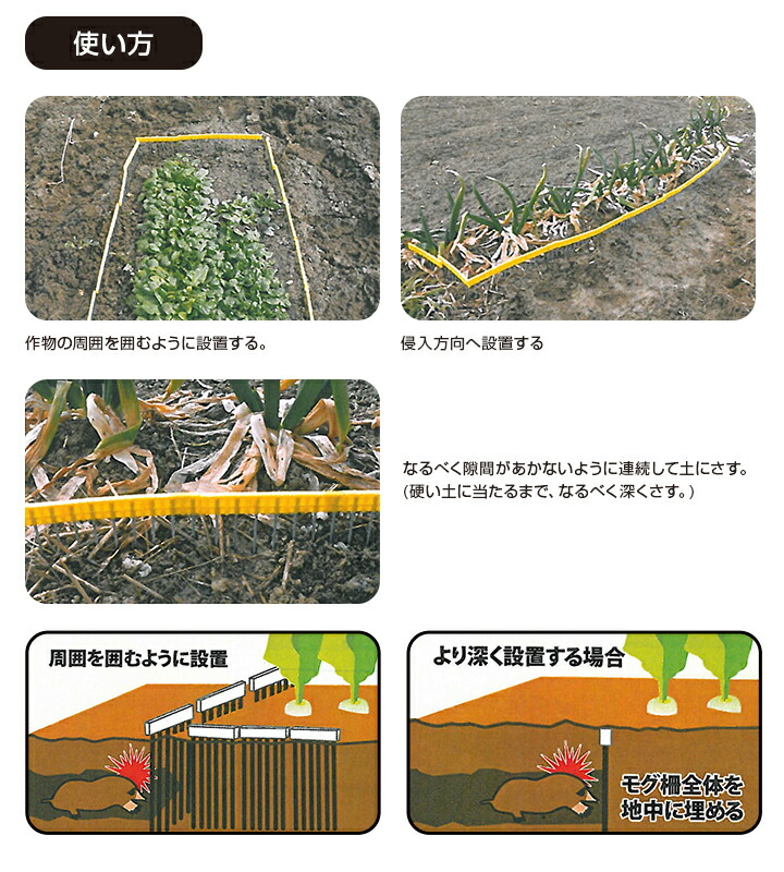 激安！アップルミントの苗５０本虫よけハーブ蚊除けモグラ対策害虫忌避