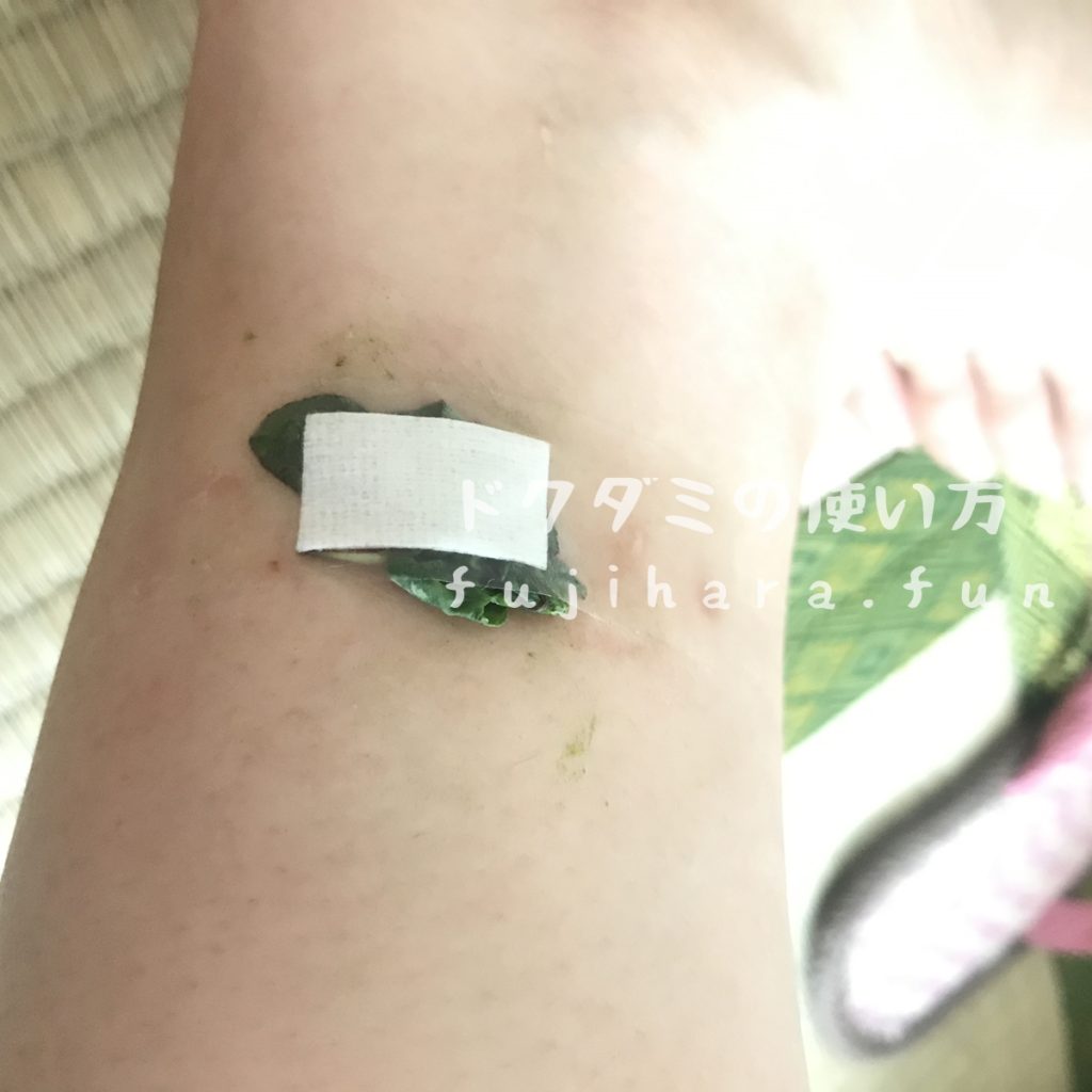 万能な葉っぱ、ドクダミ : 桜丘すみれば自然庭園