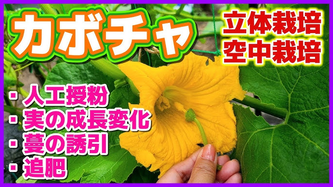 家庭菜園 種から育てる！バターナッツかぼちゃ Part③定植後の管理編 - ビブリオふぁ〜む