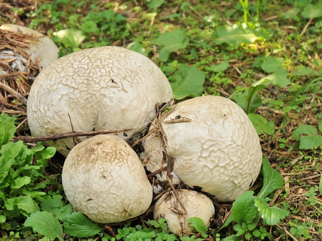 これはなんだ?毒キノコだ。 オオシロカラカサタケ が庭に生えました。 誤って食べると生死をさまよう危険な毒キノコです。気温が下がる雨の後に急にキノコが大量発生松葉博雄の社長研究室