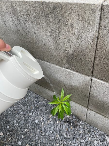 雑草に熱湯のデメリットは？何日で枯れる？効果的な裏技も公開 - エクステリアのある暮らしブログ