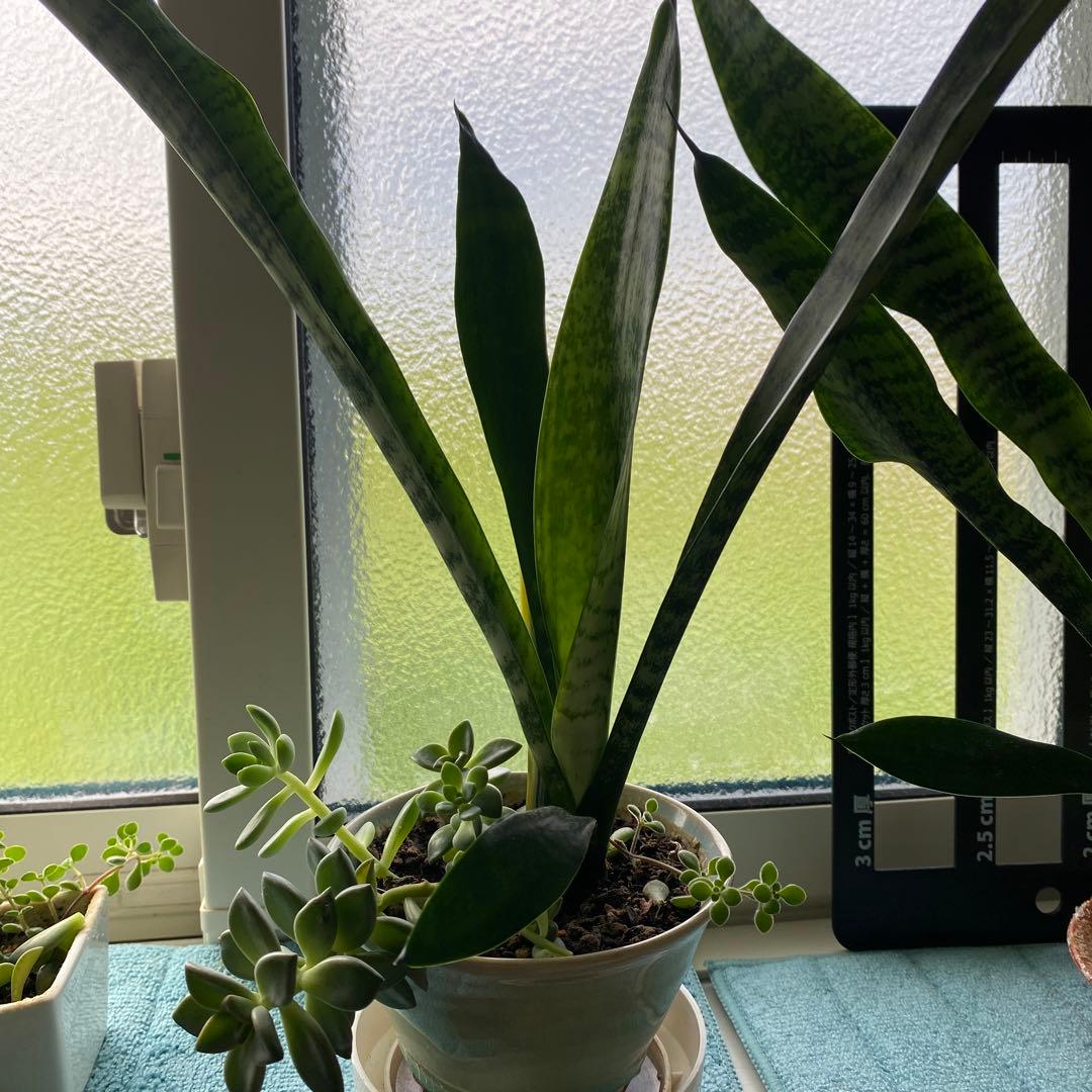 サンスベリア トラノオ 虎の尾 の種類と花花言葉は不吉なの？HORTI by GreenSnap