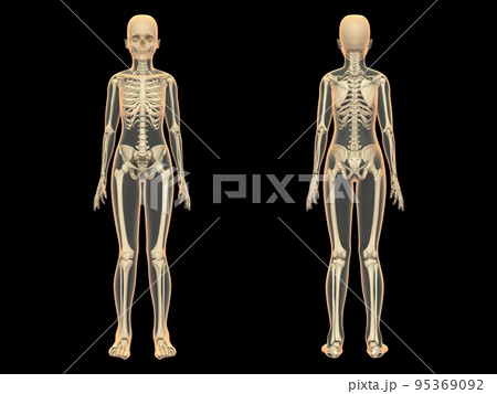 人体骨格図 解剖学 フランス アンティークプリント スケルトン 0010