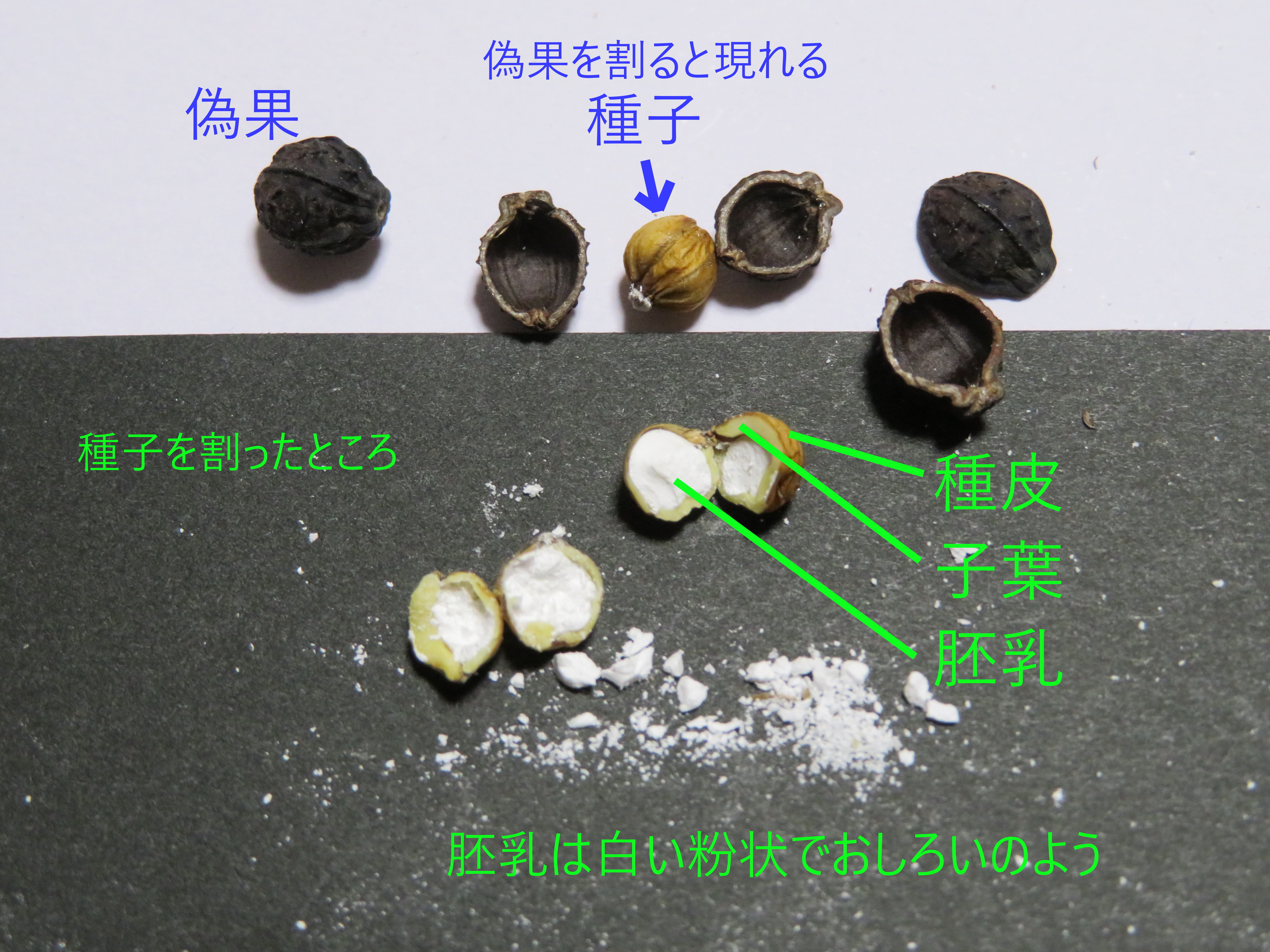 オシロイバナ カラフルな花と爽やかな香りが魅力！夕化粧 Four o'clock flowerの育て方あみの小さな庭