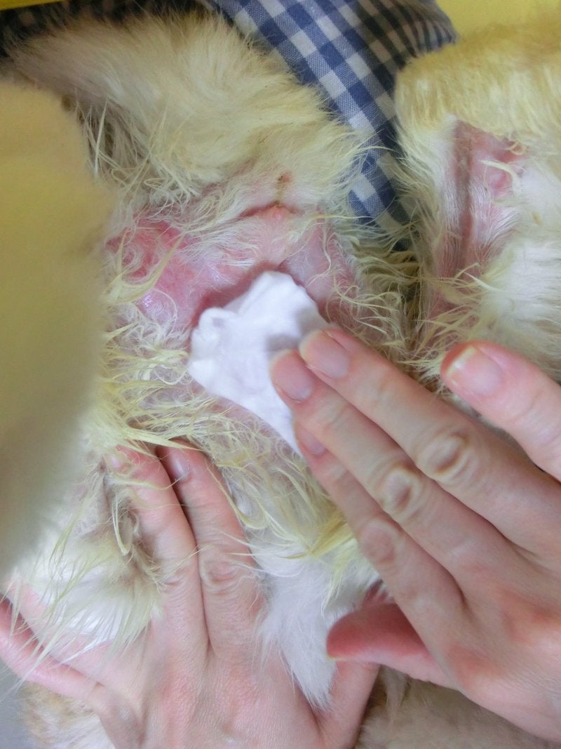 ウサギの肢端皮膚炎 飛節潰瘍、ソアホック についてヴァンケット動物病院 三宿動物医療センター池尻大橋駅・三軒茶屋駅