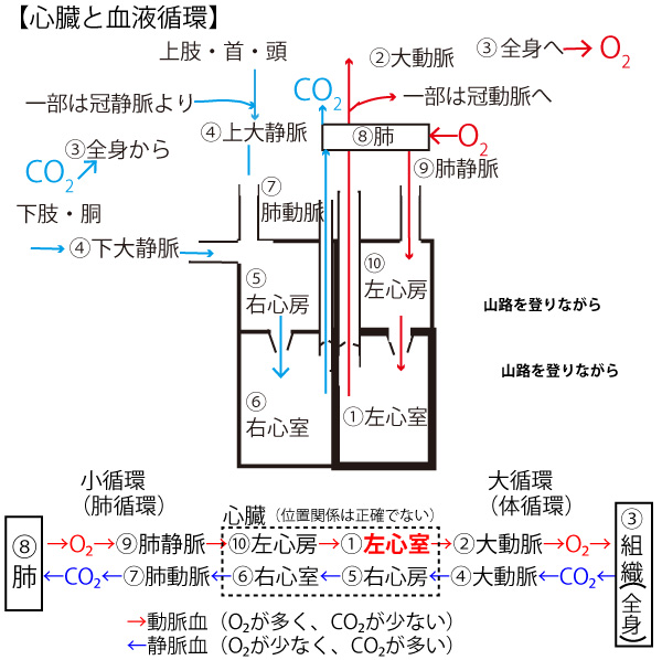 ピーマンの種まきや植え付け時期は？収穫まで育て方を図解で徹底解説🍀GreenSnap グリーンスナップ