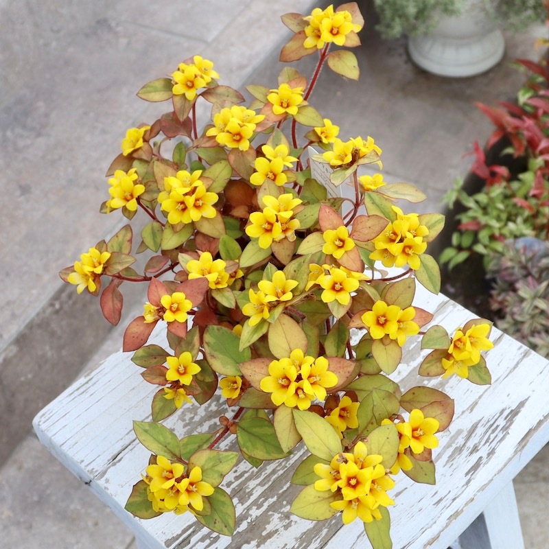 グランドカバーリシマキア Lysimachia半常緑多年草リアガーデン