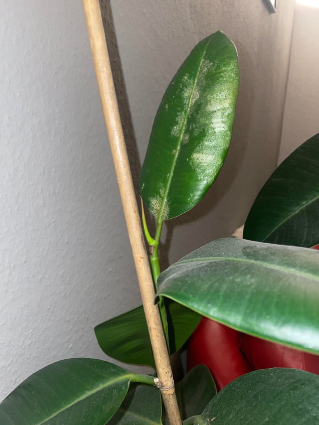 ゴムの木の葉に、赤茶色の斑点のようなものが出ています。知人からのいただきもので- Yahoo!知恵袋