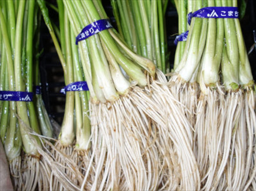 セリの水耕栽培 - メダカとベランダ暮らし