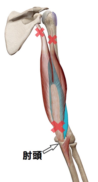 上腕三頭筋の鍛え方完全版 長頭・短頭 外側頭・内側頭 の筋トレメニュー - 武器屋.net BLOG