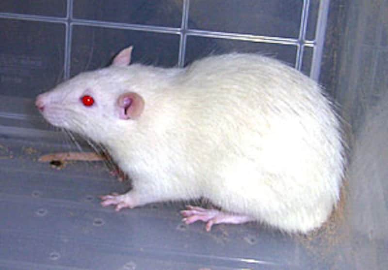 第20号・実験動物の遺伝的コントロールの大切さ