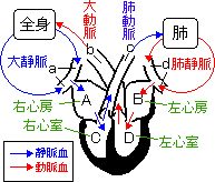 動画で学ぶ 心臓のきほん日本小児循環器学会 一般の方へ