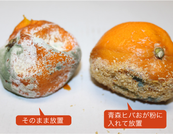 みかんのカビは危険！？人体への影響とみかんにカビが生えやすい部屋の特徴とは