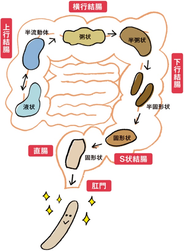 便の硬さや形をチェックする「ブリストルスケール」ってなに？ - ネスレ ヘルスサイエンス オンラインショップ