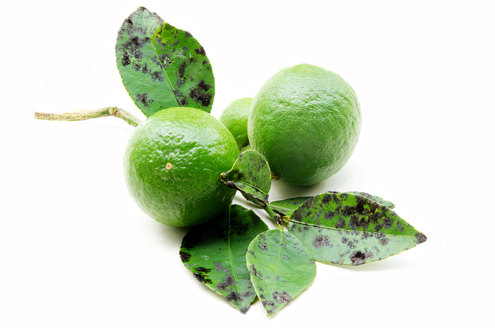 すす病とは？ 原因や対策、薬剤を使った治し方となりのカインズさん