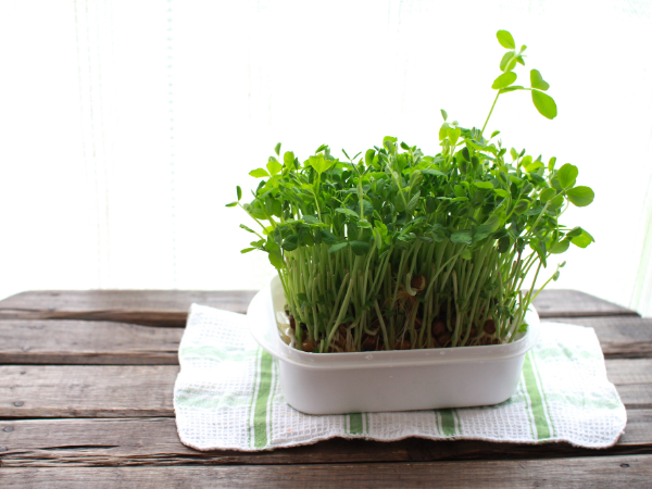 豆苗の育て方とは？再生栽培のコツと育てるポイントを解説デリッシュキッチン