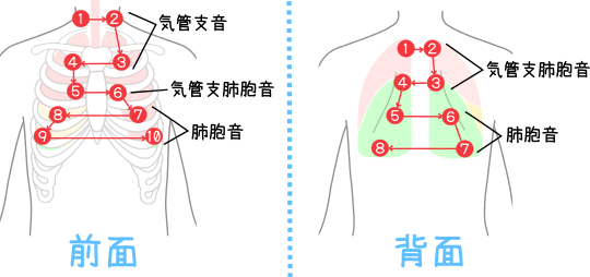人体模型 肺 実物大,デラックス型