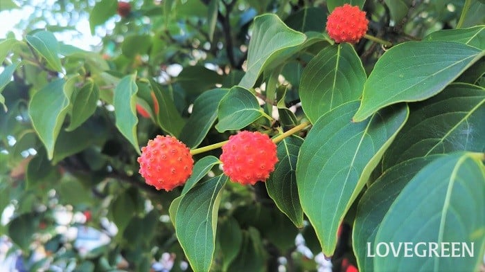 ロウバイの実 – 柏市民納骨堂ブログ