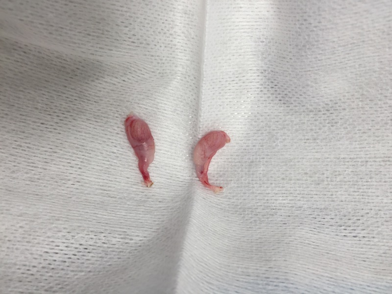 エリザベスカラー の代わりに 猫 服 過剰グルーミング 高齢 シニア 舐め壊し 秋 冬 猫用 術後服 エリザベスウエア R男女兼用 抗菌 消臭素材獣医師 去勢 避妊 手術 抗菌 防臭静電気抑制 UVカット 速乾性 キャットウェアfull of vigor