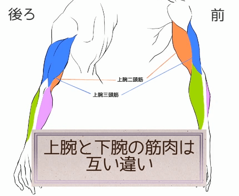 イラスト 腕の筋肉のイラスト素材38056512- PIXTA