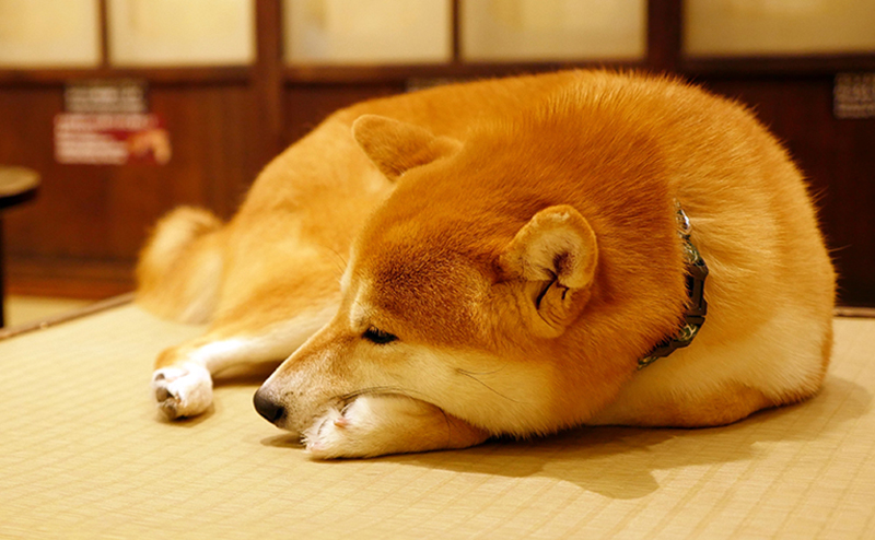 犬の貧血に効果的な食事は？原因や症状、おすすめの食べ物和漢・みらいのドッグフード公式ブログ