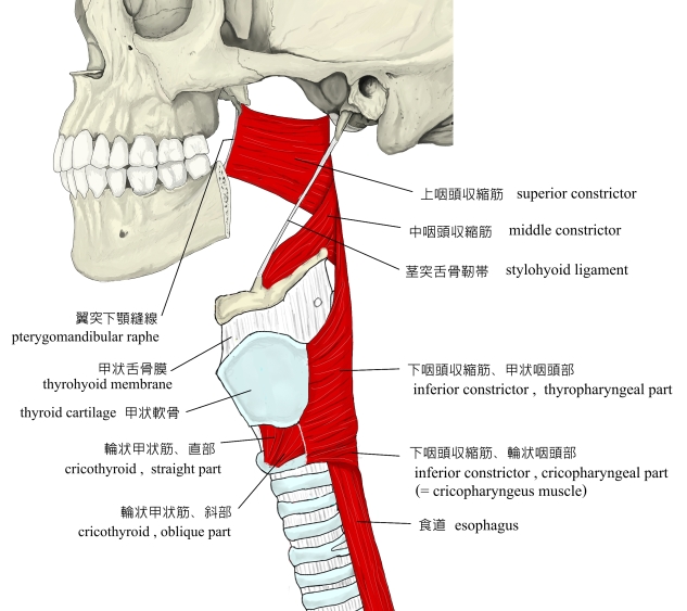 任脈 のツボ一覧 全24穴 と効果婦人科系・女性の健康に重要な経絡ひごころ治療院