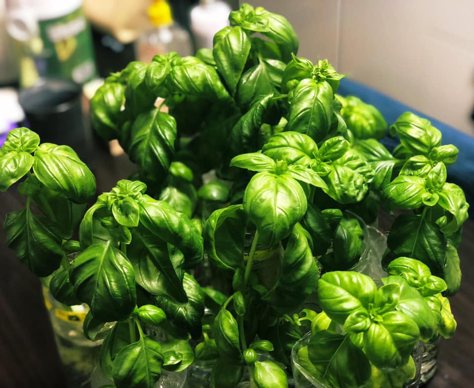 スポンジで育てるバジルの水耕栽培！成長記録の写真付きで分かりやすく解説水耕栽培スポンジホームセンター ウレタン・スポンジ専門店