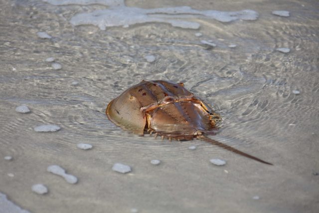 1リットル200万円 カブトガニの血が高い理由！ - YouTube