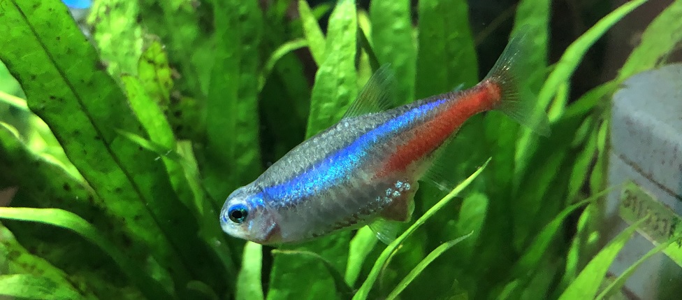 魚の病気と治療薬特集チャーム