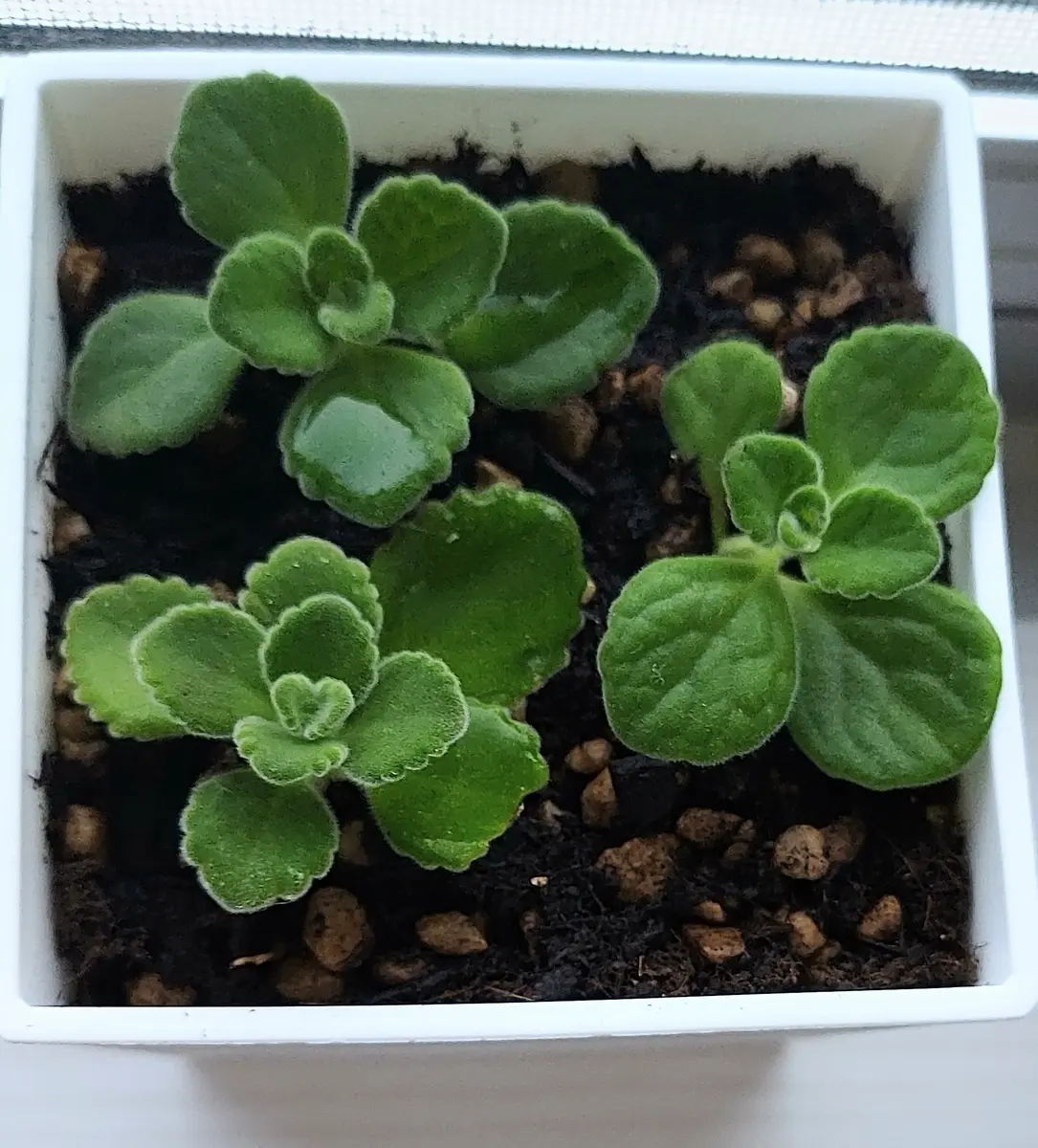 アロマティカスの育て方と増やし方爽やかなハーブの性質と注意点 : のばらのガーデニングブログ Hana and Rose Garden+Powered by ライブドアブログ