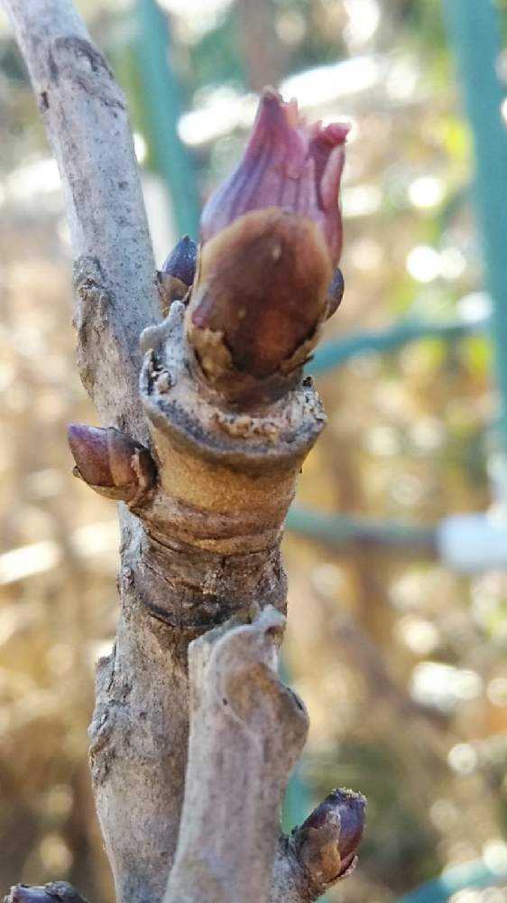 シミュラクラ現象が「かわいい」から「心霊」まで作り上げている – ぐぬぬの法則