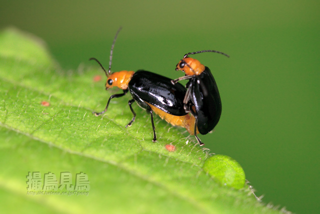 クロウリハムシ