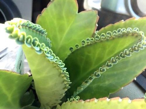 子宝弁慶草・不死鳥♪「ベランダの花」のアルバム-みんなの趣味の園芸1397097