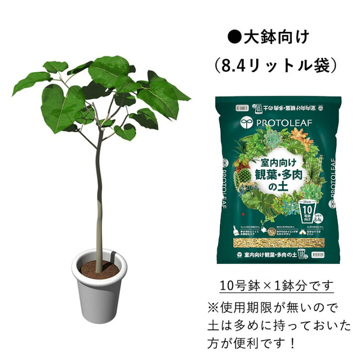 観葉植物の土は定期的に入れ替えよう適した土と入れ替え方法は？Domani