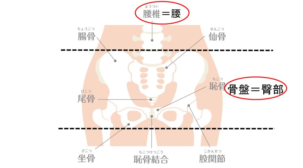 しゃがむ時のお尻の痛み」でお困りの方の原因と治療法 - HK LABO エイチケーラボ 旧とよあけ接骨院ケア