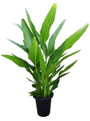 アローカリア ナンヨウスギ の育て方・管理方法HITOTOKI by MAKIMO PLANT