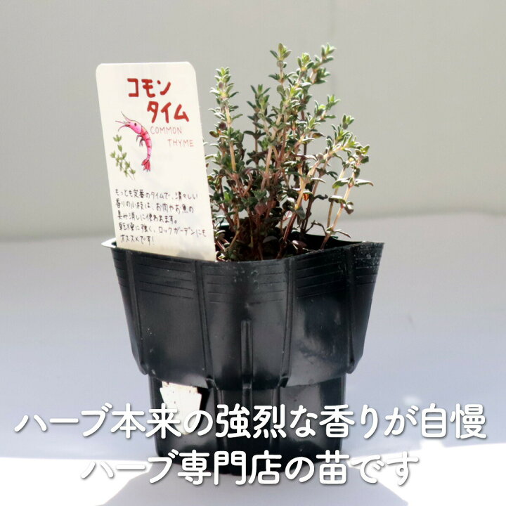 タイムの育て方植物ノート