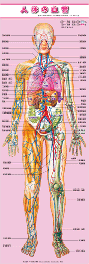 筋トレのための人体解剖図成美堂出版