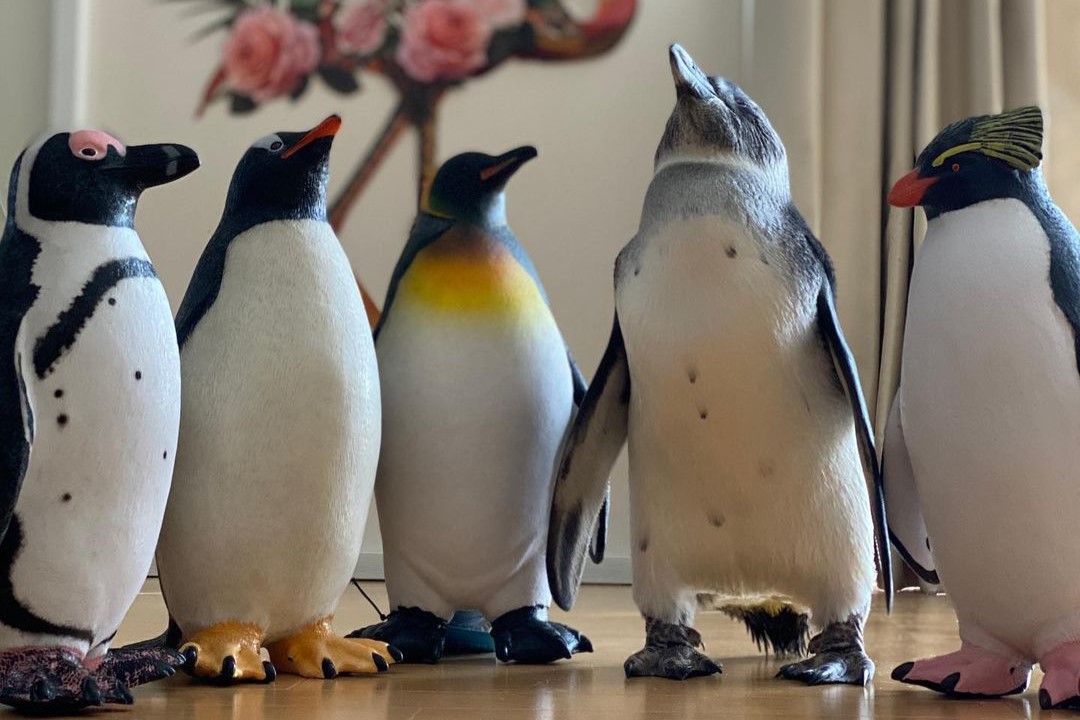 未開封 体位変換器 ペンギンサポート ペンギンサポート体位変換器のレンタル